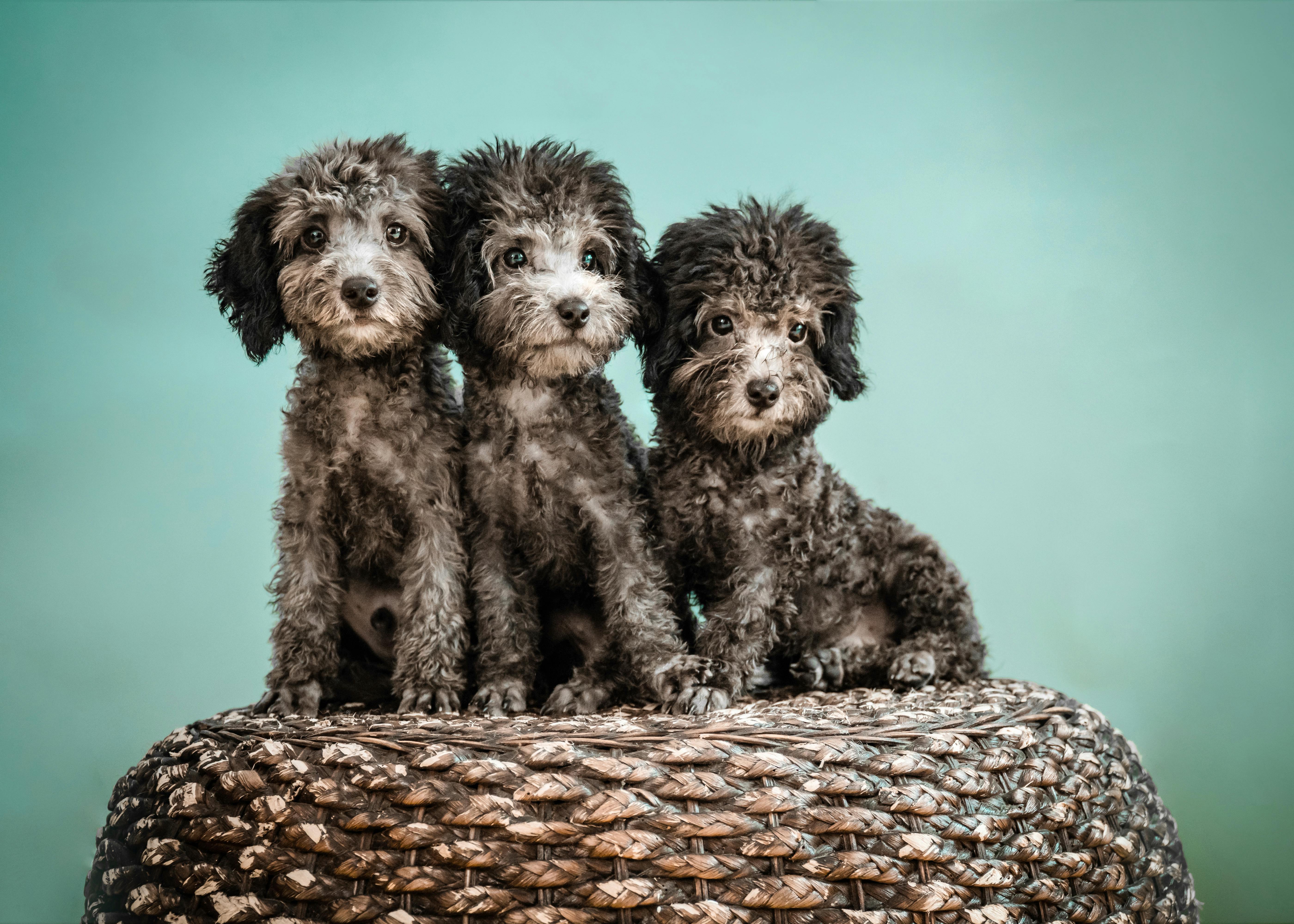 Cerberus banner image