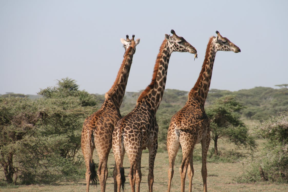 Girafa banner image