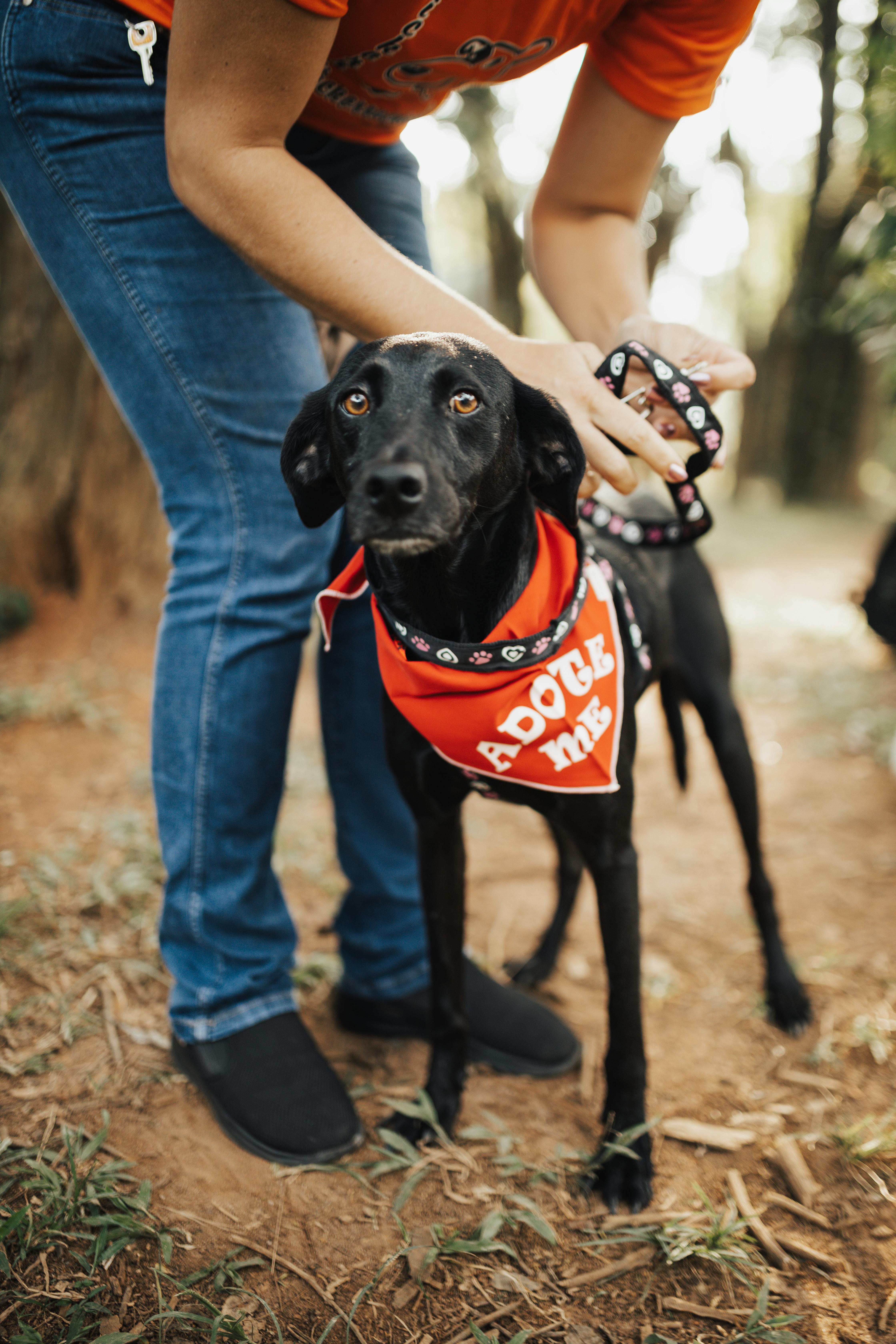 Pet Adopt banner image