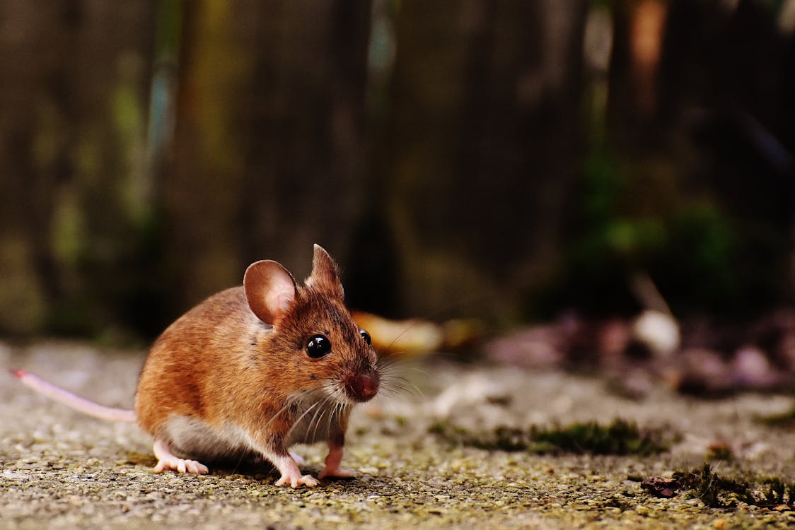 Rato banner image